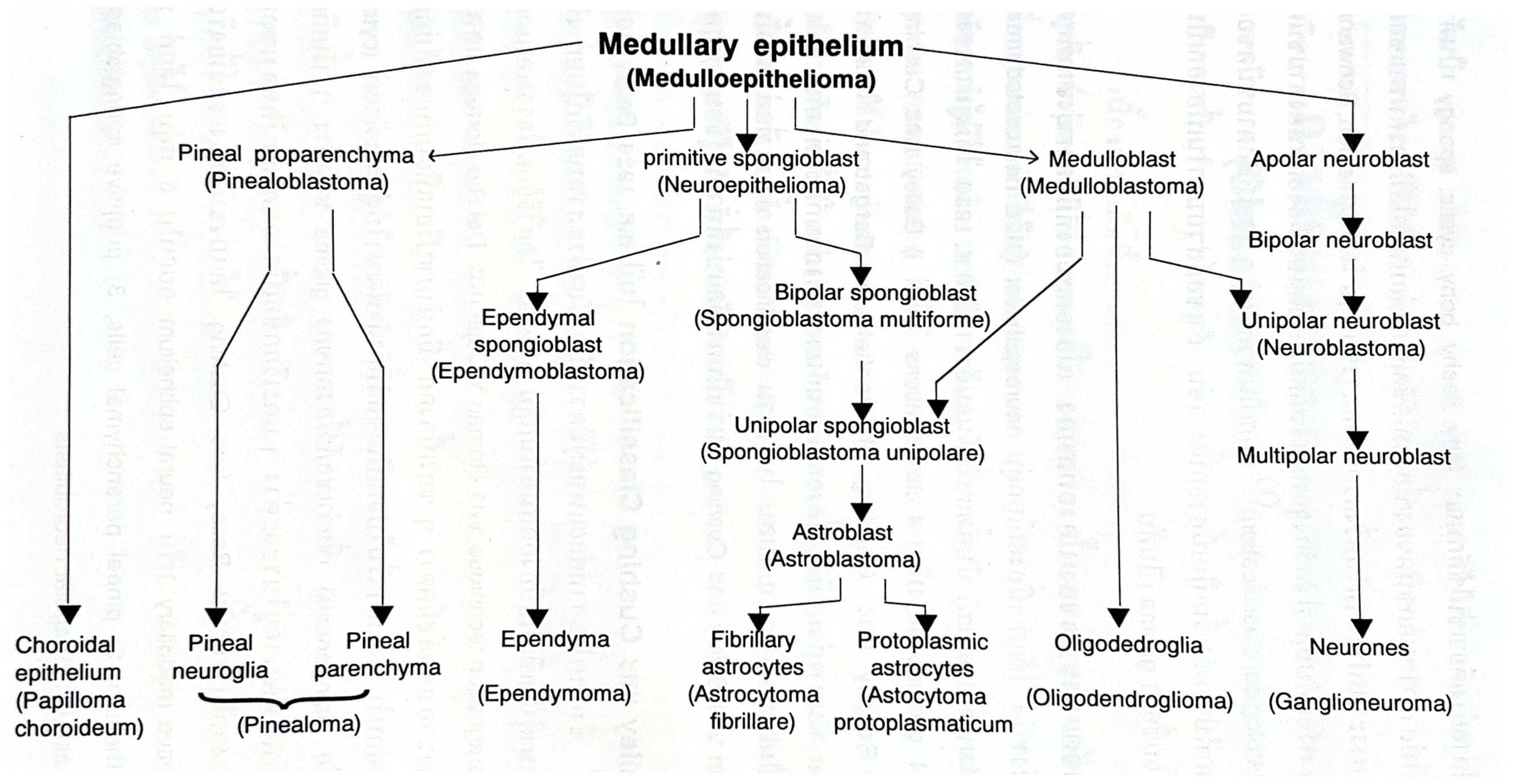 รูปที่ 2.1 แสดงถึงการพัฒนาของเซลล์จาก medullary epithelium และชนิดของเนื้องอกสมองที่เกิดขึ้นระหว่างการพัฒนาของเซลล์ในระยะต่าง ๆ (Bailey และ Cushing, 1926)